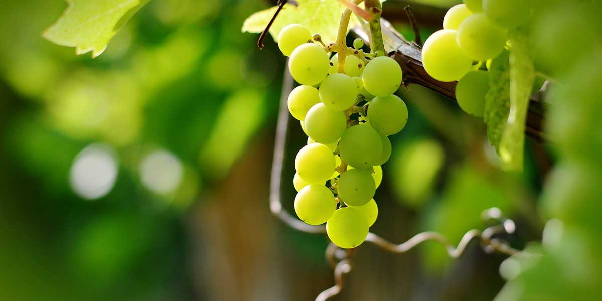 Prosegue la regolarizzazione delle uve bianche senza semi